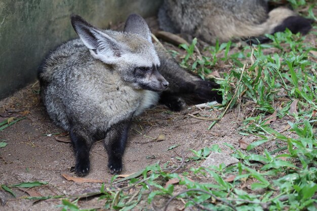 Primo piano viso volpe dalle orecchie di pipistrello