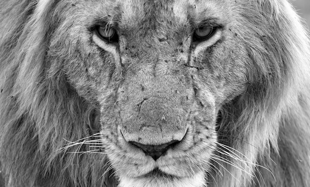 Close up on face of a big lion in nature