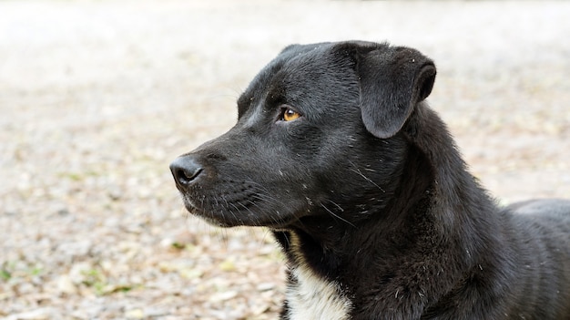 Close up of the face of the black dog.