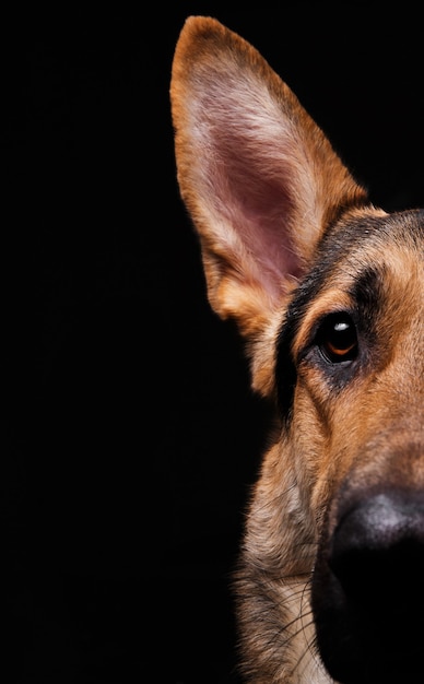 Close-up of a face black german shepherd in profile on black background