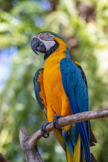 自然の中で青と黄色のコンゴウインコのオウムの鳥の顔をクローズアップ