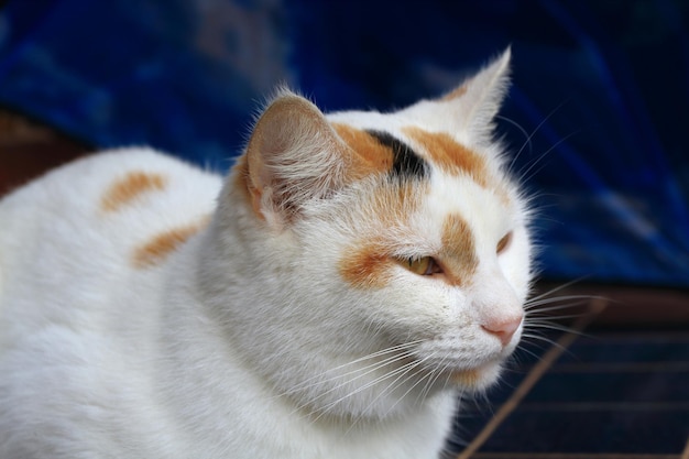 Close up face of calico cat laying on the terrace