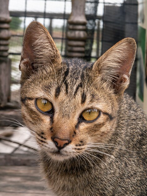 顔猫を閉じる