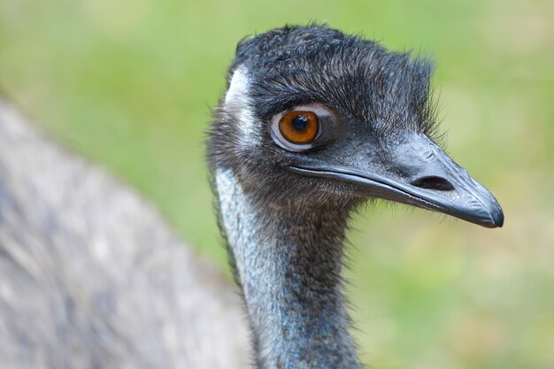 Close up face and close your eye of ostrich and brown background