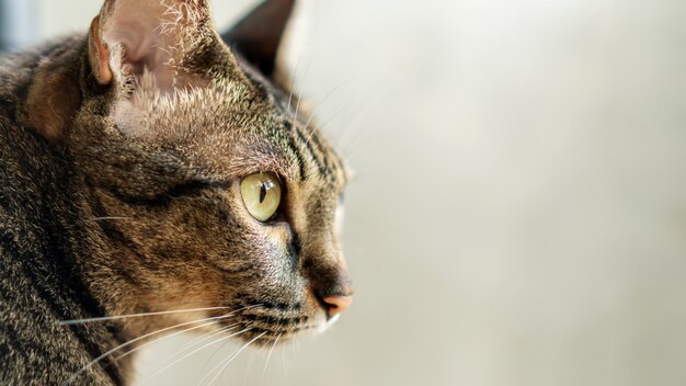 Close up of the face of a cute gray striped cat