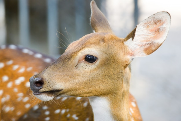 close up face deer