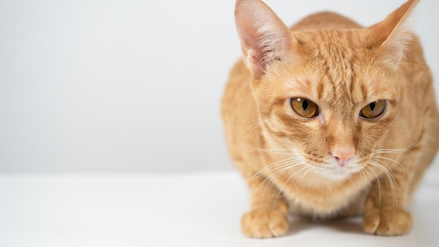 Close up face of domestic cat sitting on the table white background copy space