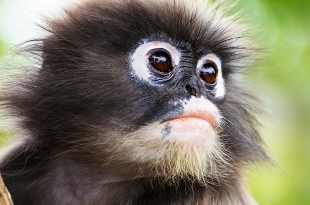 Close up face of Dusky leaf, Dusky langur, Spectacled langur or Trachypithecus obscurus monkey with black and white