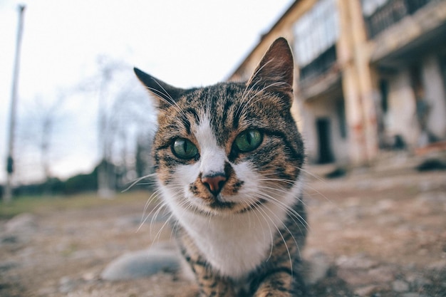 緑の目をした猫のクローズ アップの顔