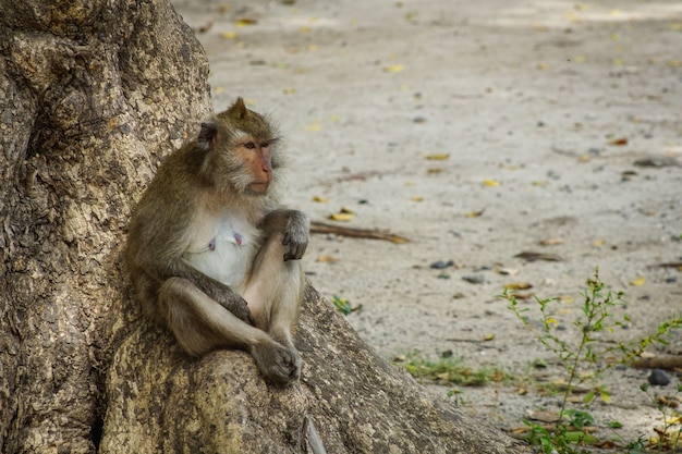  close up face of indonesian monkey                                 