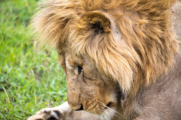 A close-up of the face of a lion in the savannah of Kenya