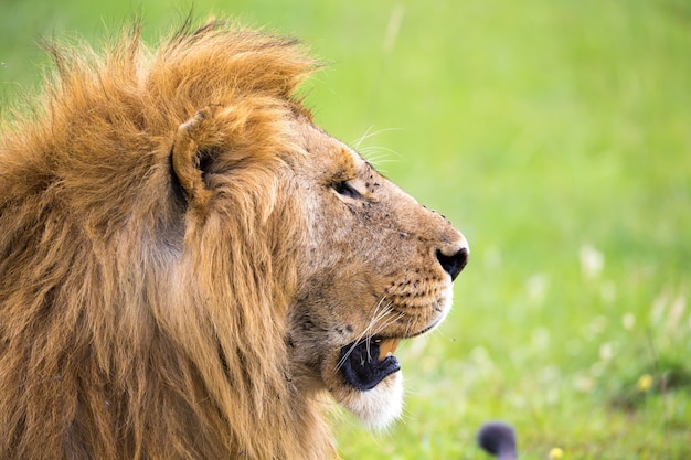 Крупный план лица льва в саванне Кении