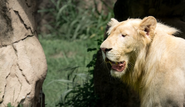 Close up face lion 