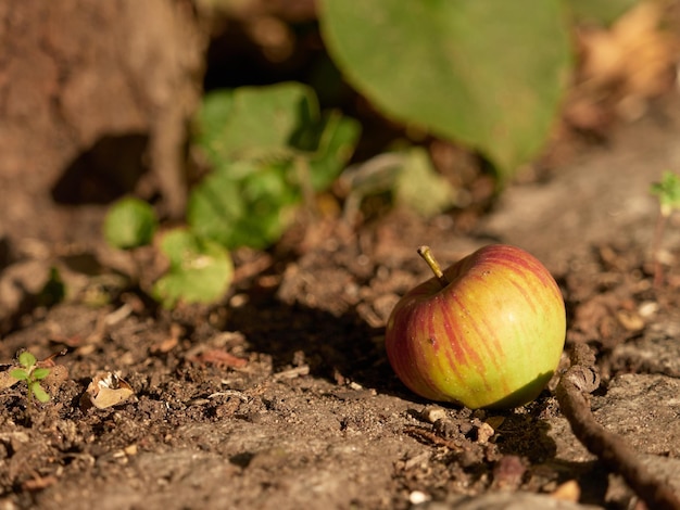 Foto close-up di frutti di mela caduti a terra