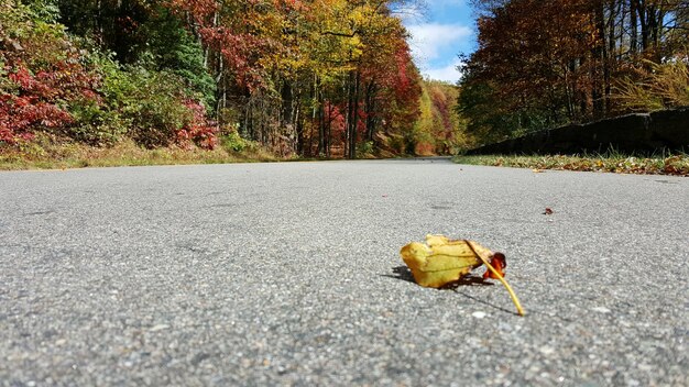 Foto close-up di una foglia autunnale caduta sulla strada