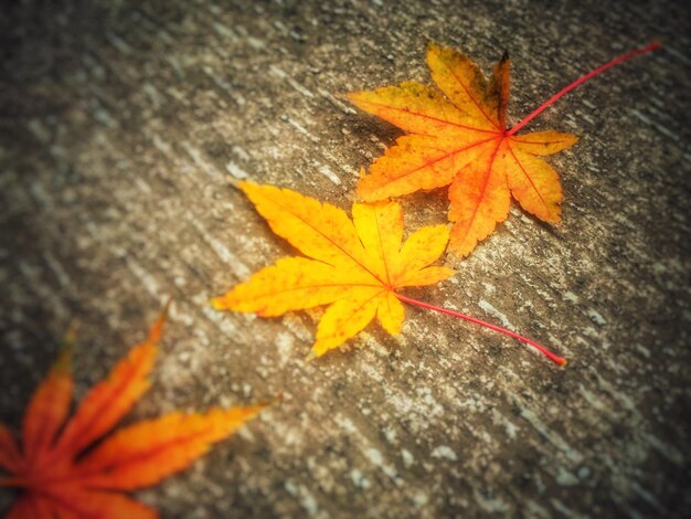 Photo close-up of fallen autumn leaves on surface