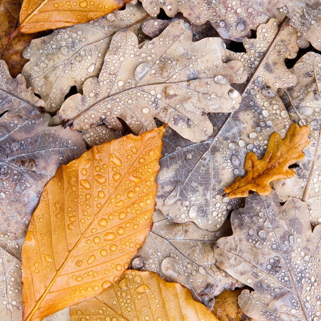 Close up of fallen autumn tree leaves with drops of water from fog or rain, top view. Wet oak leaves lying on ground.