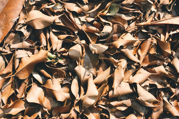 Photo close-up of fallen dry leaves