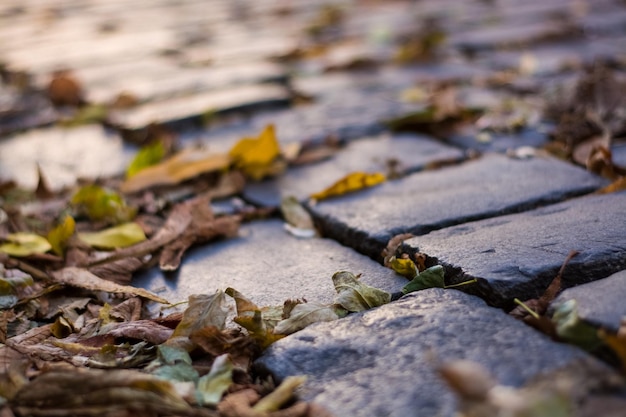 close-up of fallen leaves on land