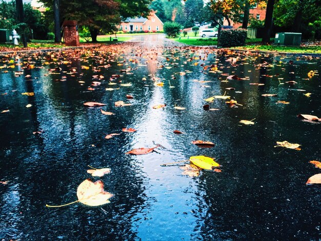 Close-up of fallen leaves on wet road during rainy season