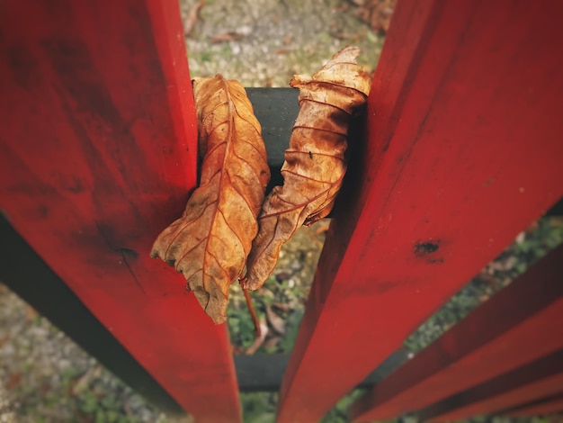 Foto close-up di una foglia d'acero caduta