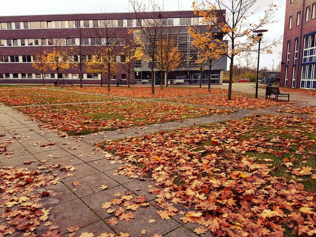 Photo close-up of fallen maple leaves on city during autumn