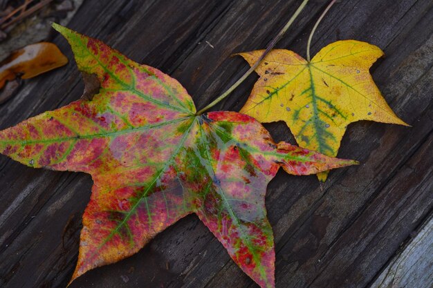 Close-up of fallen maple leaves