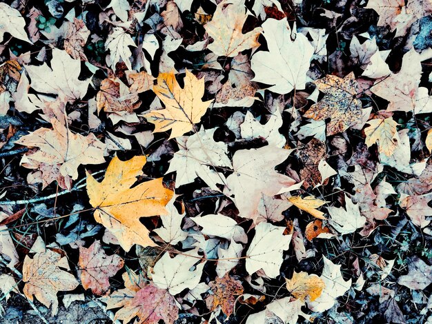 Photo close-up of fallen maple leaves