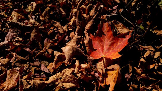Photo close-up of fallen maple leaves