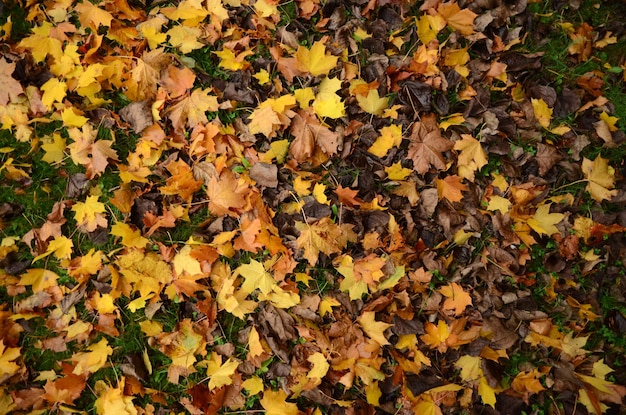 Photo close-up of fallen maple leaves