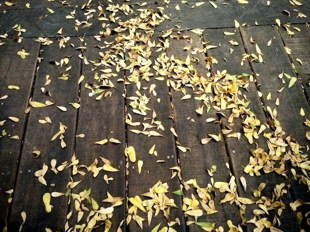 Foto close-up di foglie di acero cadute