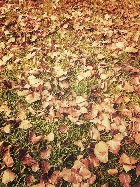 Close-up of fallen maple leaves