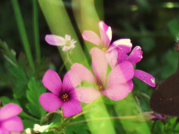 Close-up of falling sunlight on pink flowers