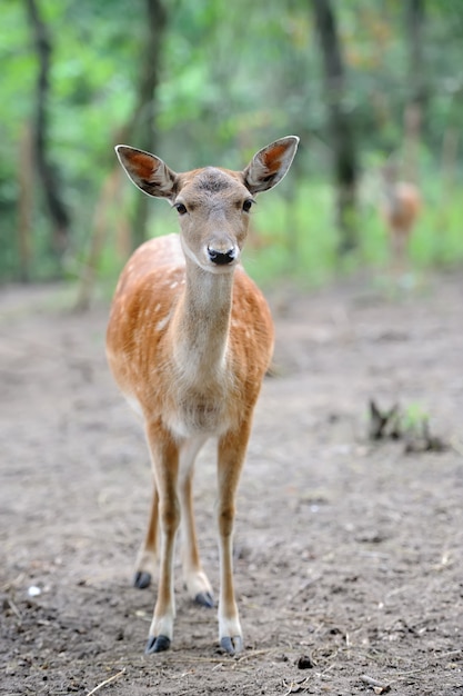 野生の自然のクローズアップダマジカ