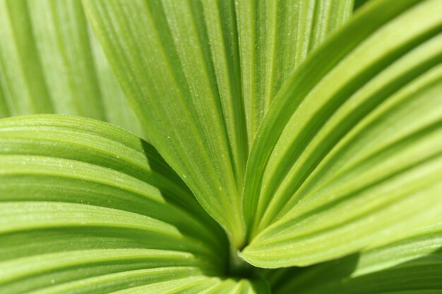 Close up of false hellebore plant leaves in the summer