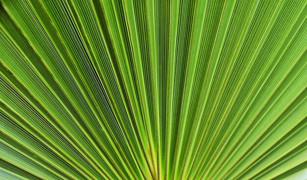 Close up of a fan palm leaf in sunshine