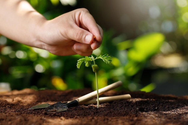 Primo piano farmer mano che nutre giovani piante di bambino albero di tamarindo