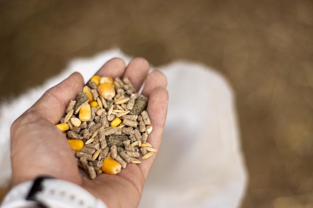 Close up of farmer's hand holding compound cattle feed in palms
