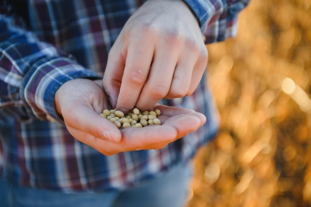 Close up of farmer's hand holding ripe soybean pod in cultivated field