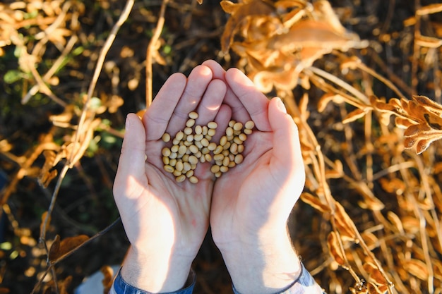 Photo close up of farmer's hand holding ripe soybean pod in cultivated field