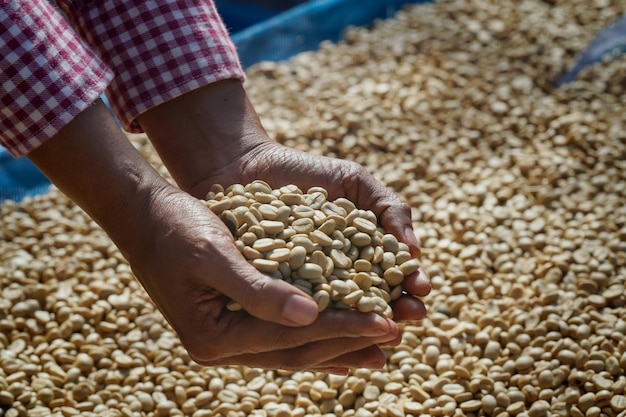 Primo piano la mano dell'agricoltore tiene i chicchi di caffè arabica sulla terrazza di essiccazione chiang mai nel nord della thailandia