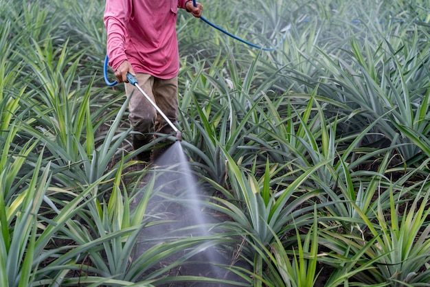 Close up farmer sprays pineapple plant pollen fertilizer mix in pineapple farm