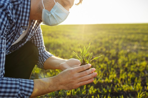 Photo close up of the farmer wearing medical mask holding young green wheat sprouts on his hands and checking the growth progress. healthy food, famring and coronavirus pandemic concept.