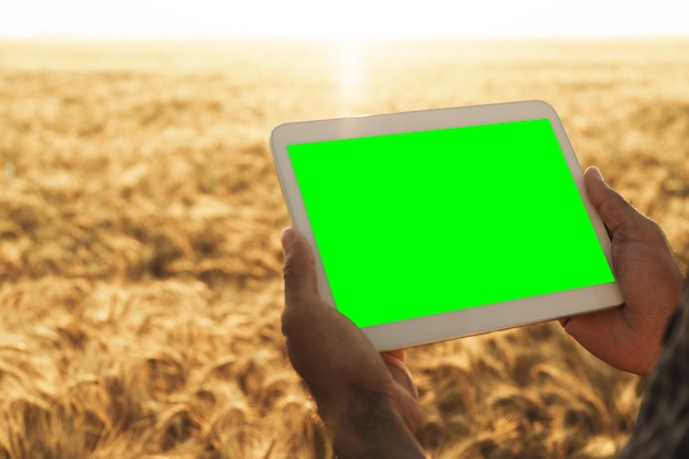 밀밭에 녹색 화면이 있는 태블릿을 들고 있는 농부의 손 클로즈업