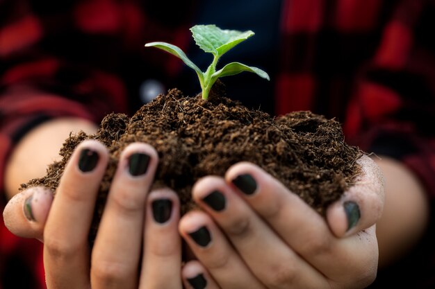 Close up farmers take care of vegetable hydroponic organic planting.