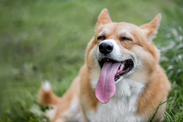 Close up fase of cute ginger welsh corgi pembroke dog sits in the grass tongue out