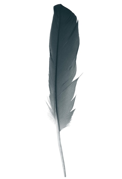 Close-up of feather against white background