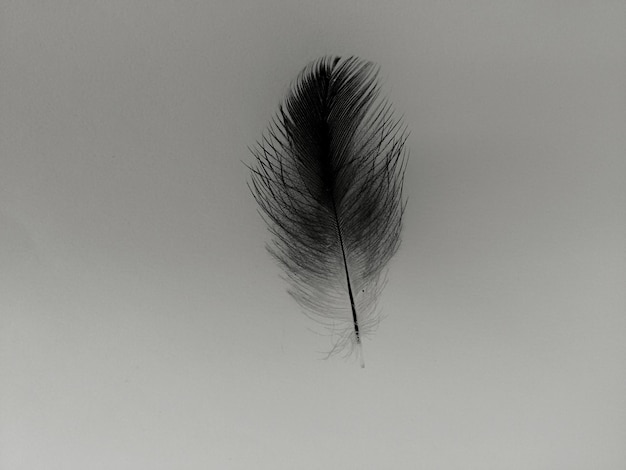 Photo close-up of feather against white background