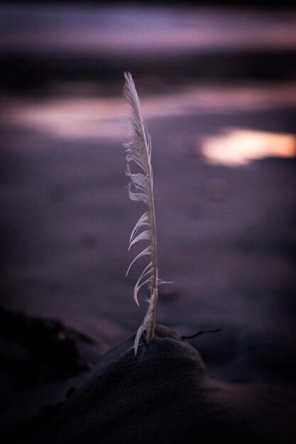 Photo close-up of feather on land