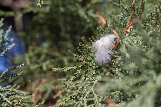 Photo close-up of feather on plant